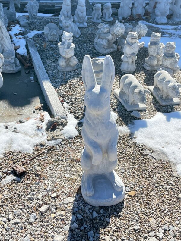 Large Jack Rabbit